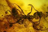 Fossil Ant, Two Flies and a Mite in Baltic Amber #183642-1
